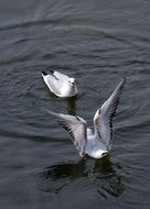 two grey Seagulls on water