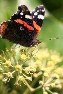 wild butterfly on the bush of flowers