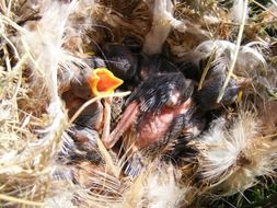 hungry chickens in the nest