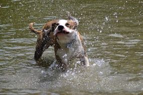 Dog American Stefford
