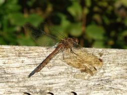 brown Dragon Fly on weathered wood