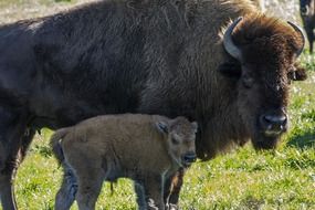 female buffalo with young on farm