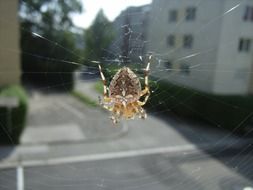 spider and web in the city