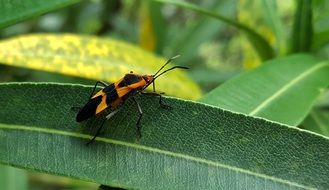 large milkweed bug on the blade of grass