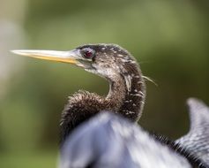 Bird Florida