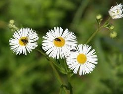 insects on white daisies