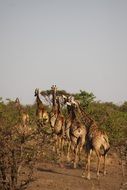 Africa Giraffes