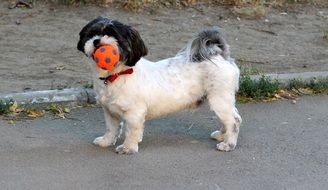 black and white dog playing with a ball