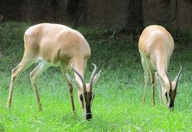 grazing gazelles on the grass