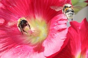 bees inside bright summer flower