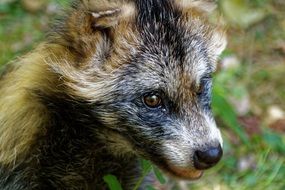 portrait of the raccoon dog