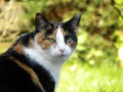 cat face with green eyes closeup