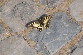 extraordinarily beautiful Dovetail Butterfly