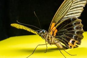 butterfly on yellow surface on a black background