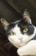 young Cat Look