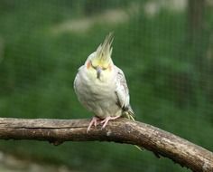 perched cockatiel close-up on blurred background