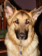 German Shepherd dog with a collar