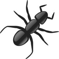 Picture of black ant