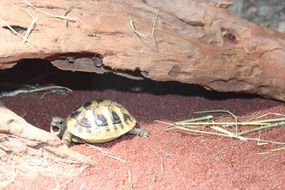 turtle with open beak