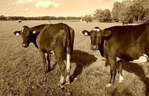 black and white picture of grazing cows