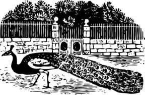 Peacock Bird Walking drawing