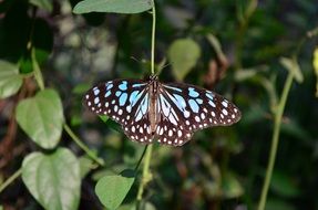 exotic blue tiger butterfly