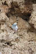 Pigeon Bird at Rocks
