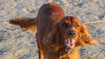 Picture of brown doggie