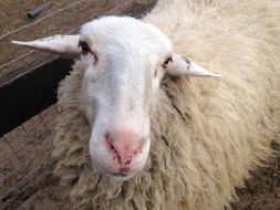 long-haired sheep close-up