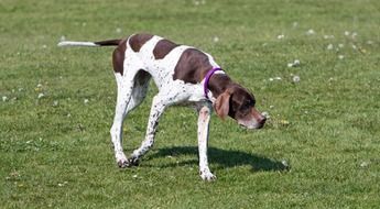 English Pointer