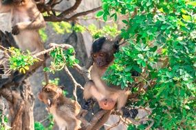 group of Monkeys on tree