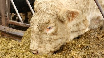 feeding beige bull on a farm
