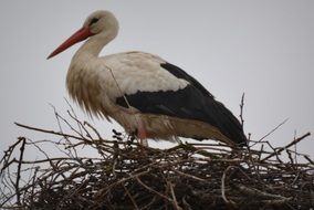 the stork is on the nest