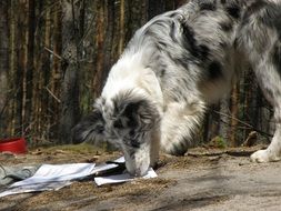 blue merle collie outdoor