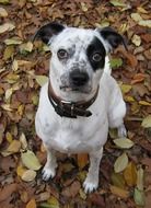 black and white guard dog in autumn