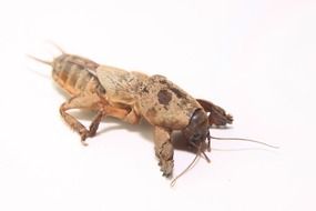 big gray gryllotalpa closeup