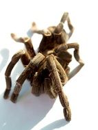 mexican red tarantula