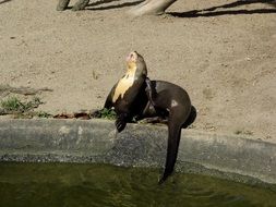 Otter in the park