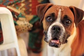 Closeup Portrait of domestic Boxer dog