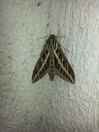 moth on a white surface