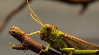 green grasshopper on a branch