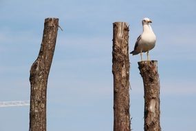 the seagull stands on a wooden post