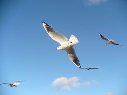 A flock of flying seagulls