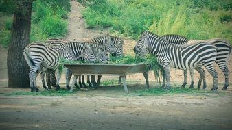 flock of zebras eat grass