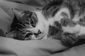 black and white photo of domestic cat lying on the couch