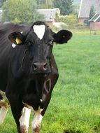 black cow on green meadow