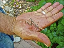Hand Mantis