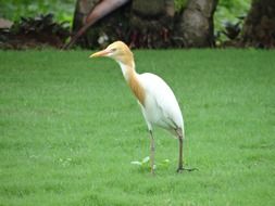 cattle egret on a green lawn in India