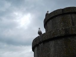 seagull on the tower