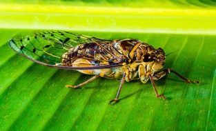Cicada, large scary bug